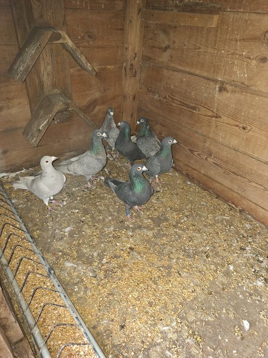 Goelebie pocztowe kolorowe