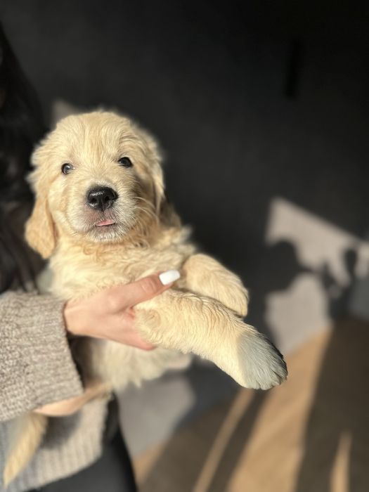 Неймовірні голден ретривери . Народженні 06.09.2025