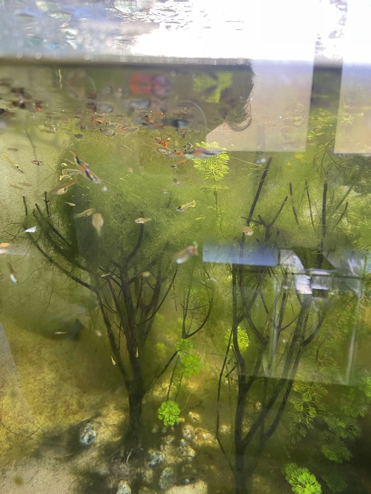 Guppy endler macho sortido