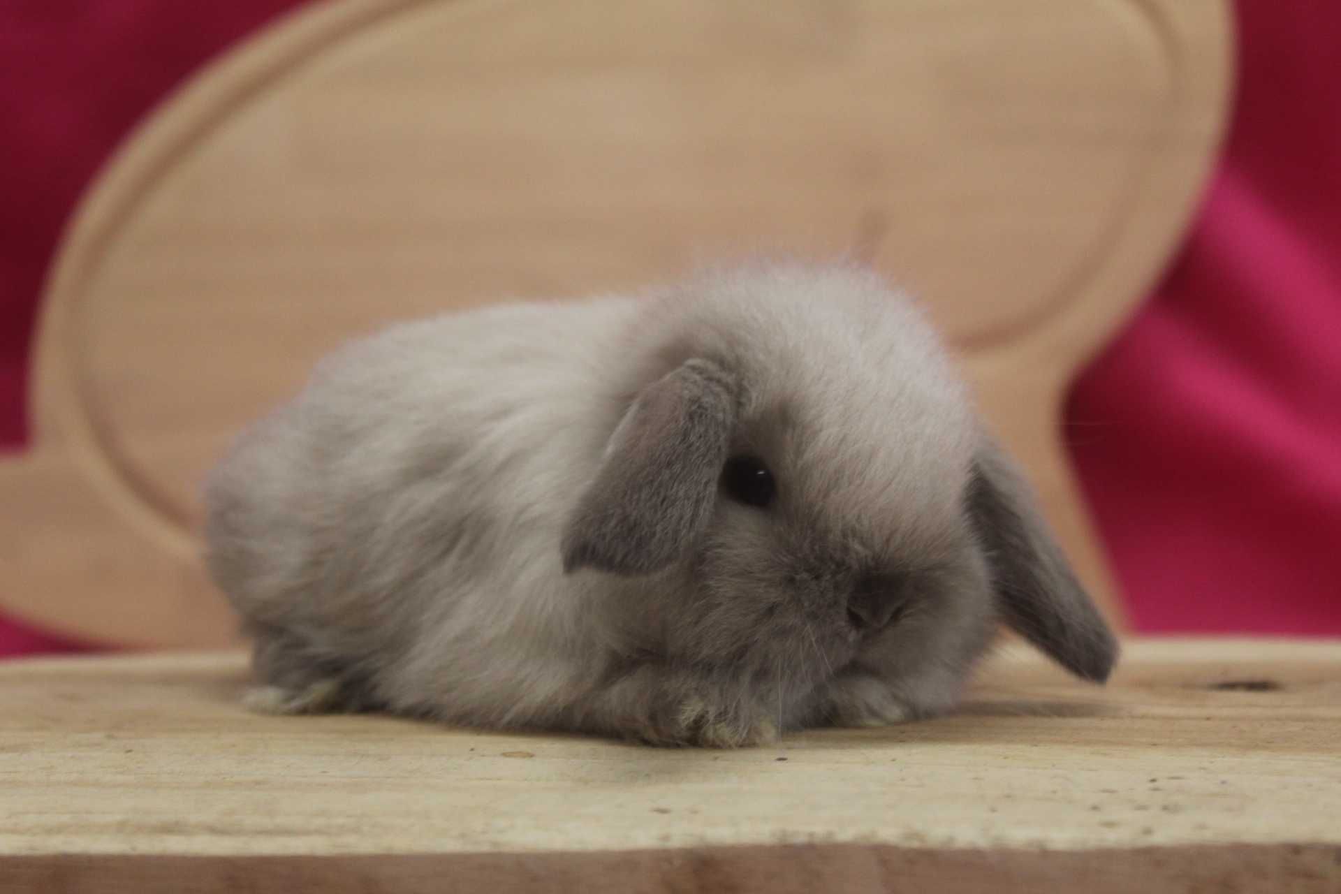 Karzełki Baranki,Karzełek Baran. Rodowód. mini lop. hodowla zarejestro