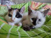 Отдам котят в добрые руки, две девочки ищу новых хозяев, кошечки