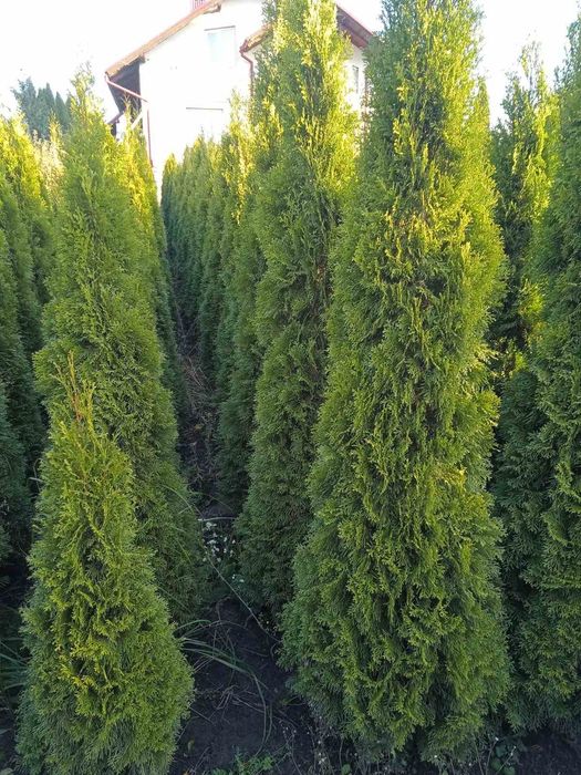 Продам туї смарагд 1.7-2.5м
