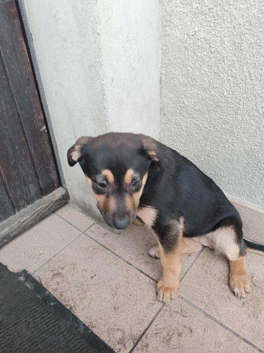 Oddam w dobre ręce 3-miesięczną suczkę – ogłoszenie grzecznościowe