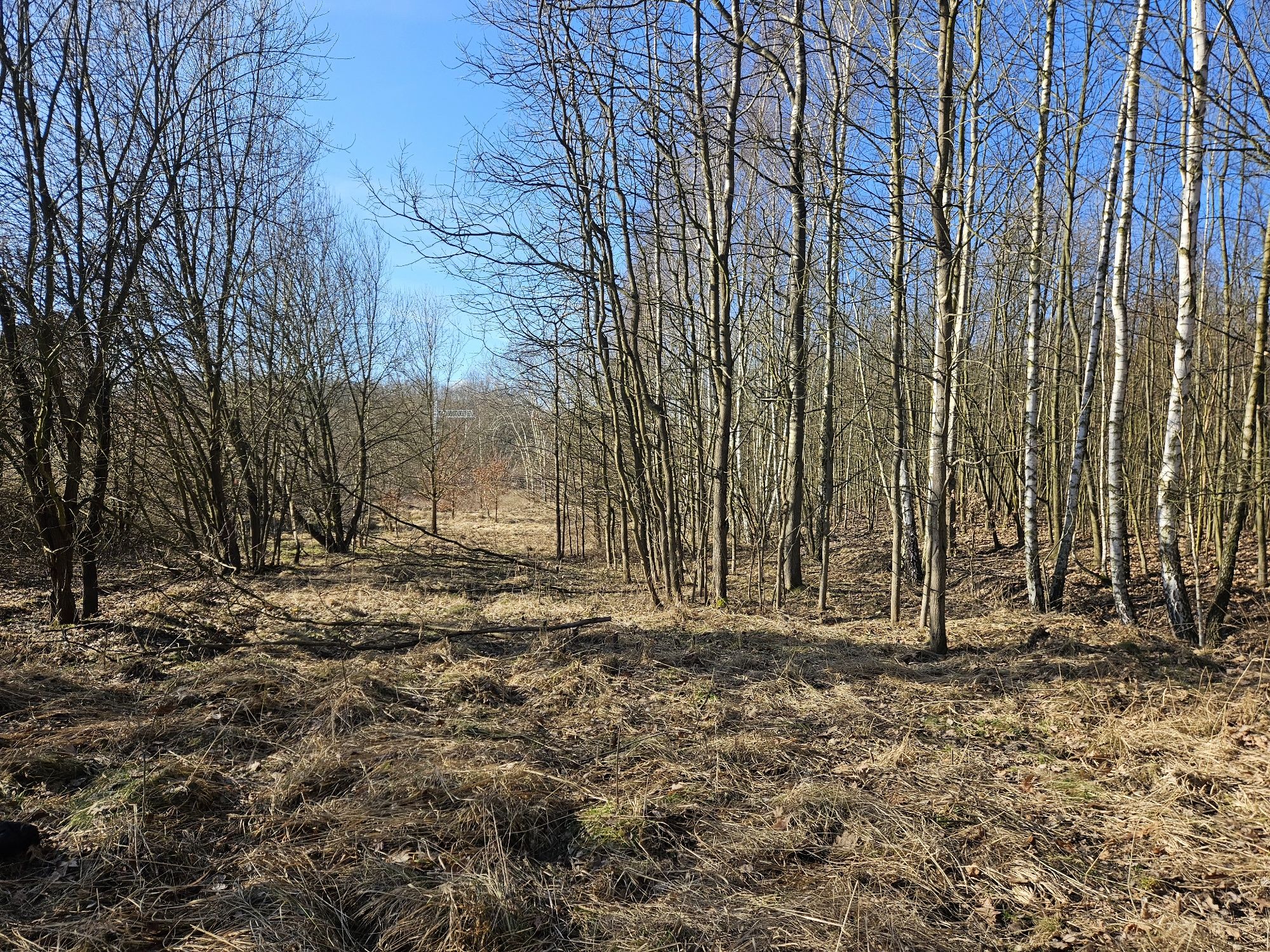 Wycinka tuji, równanie teru wywóz zalegającej ziemi ,sadzenie tuji