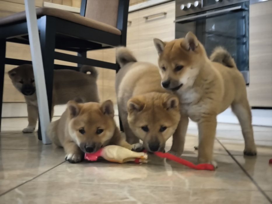 Shiba Inu śliczne pieski i suczki ZKwP/FCI