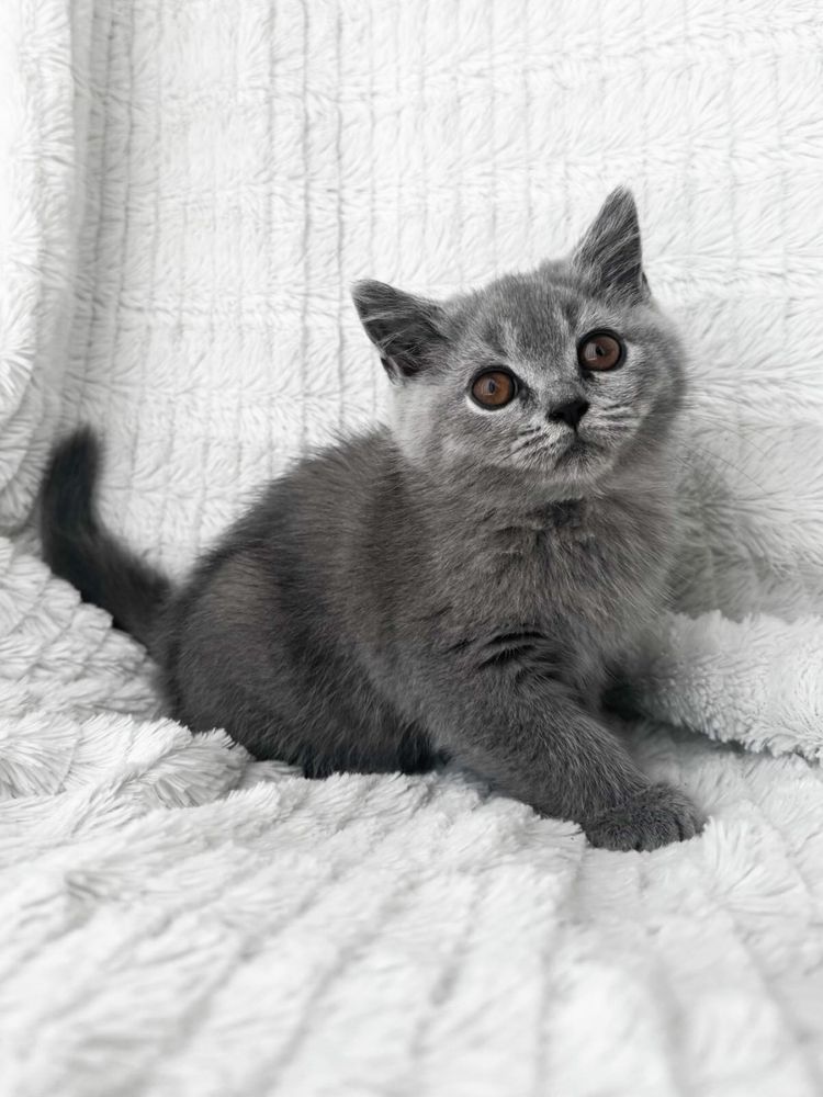 Gatinha Bristish Shorthair