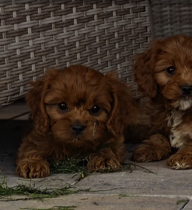 Piękna sunia cavapoo ciemna Red