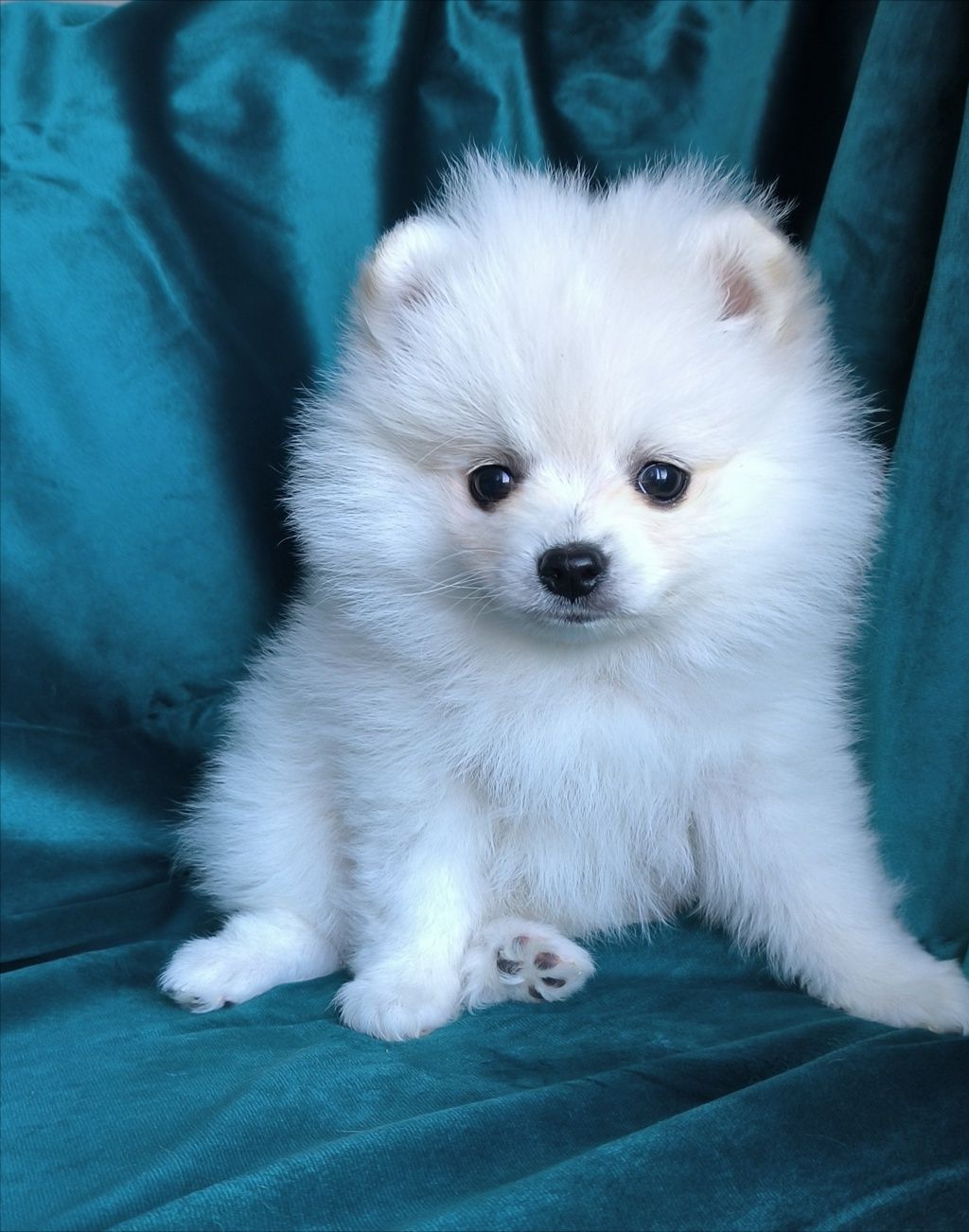 Szpic Miniaturowy - Pomeranian - Biała dziewczynka!