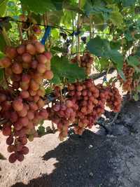 Продажа саджанців винограду