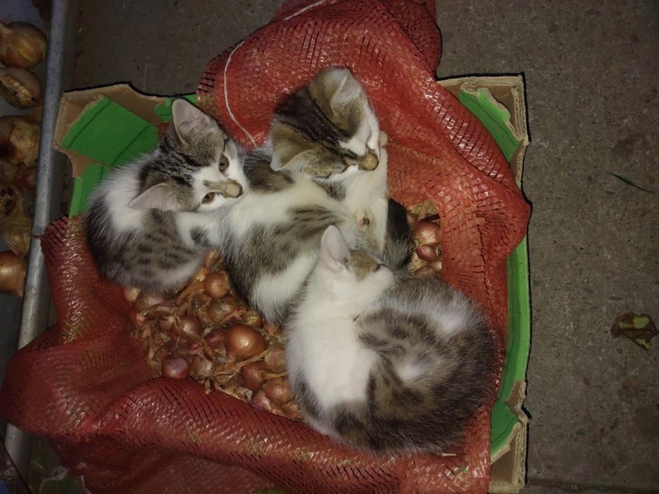 Kotki, kotek, kot oddam za darmo.
