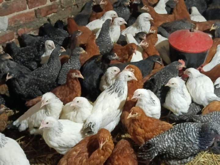 Kury Rossa 22 tyg Wysyłka Rosa Nioski