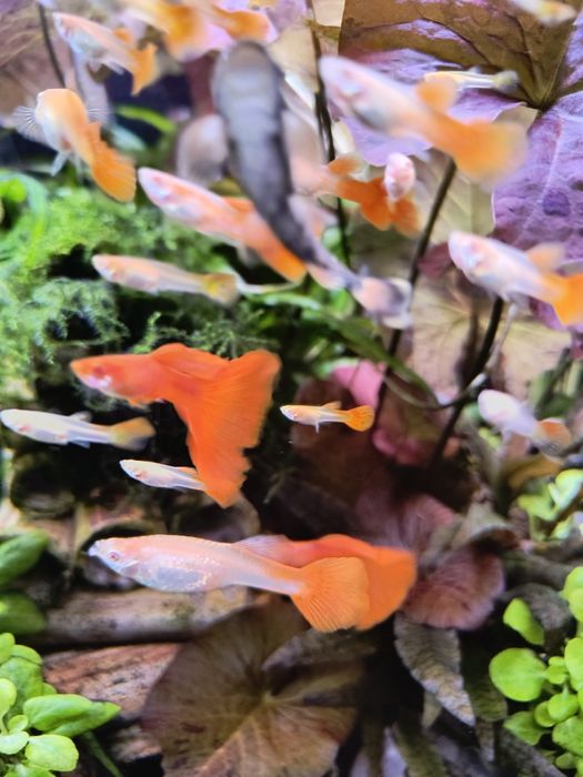 Full Red Albino Gupik- parka