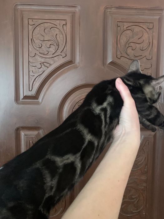 Угольный бенгальский кот