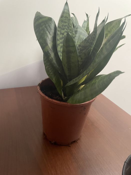 Sansevieria z domowej rozsady