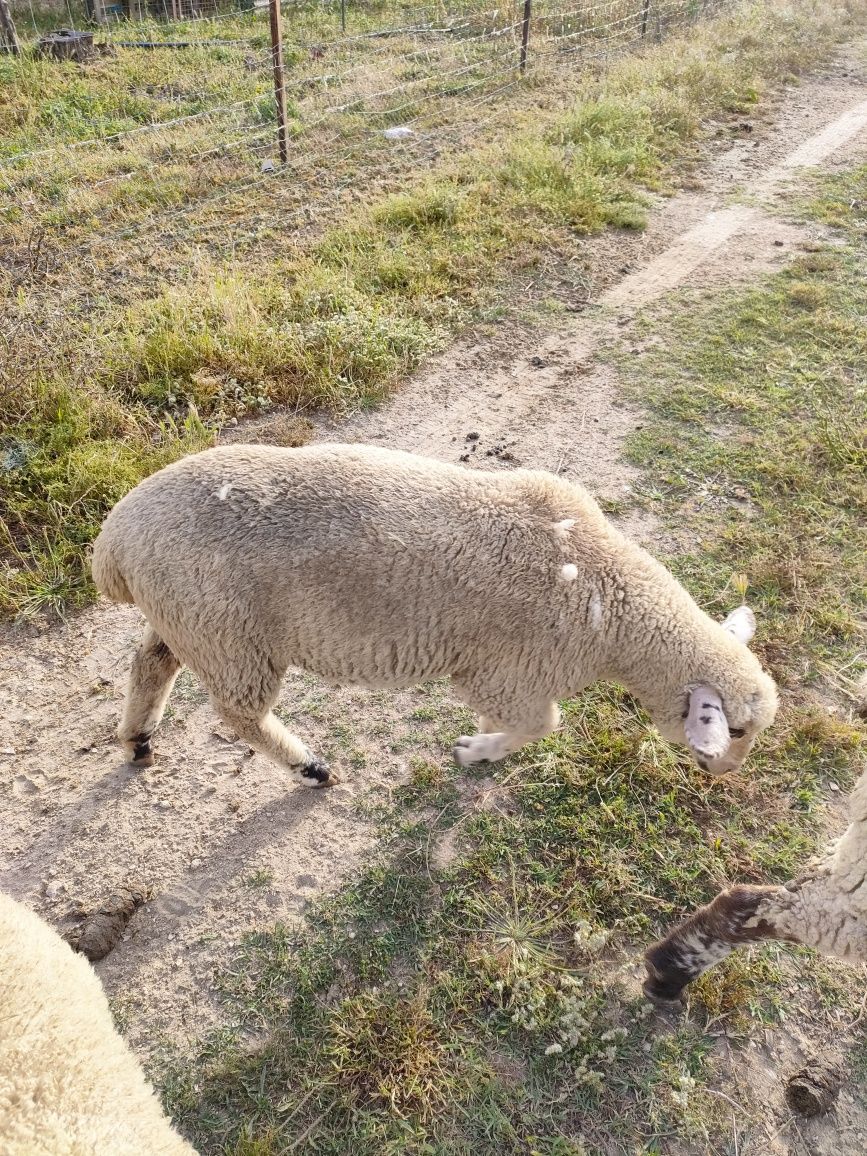 Vendo borrega nova