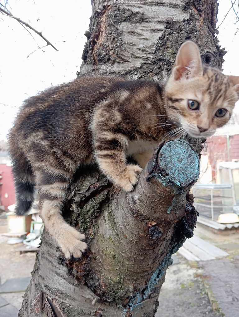 Бенгальская девочка