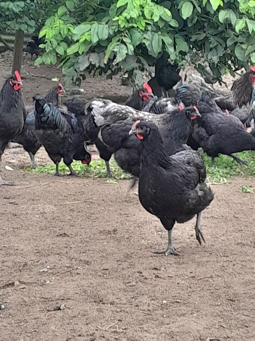 Кури Джерсінський гігант