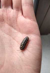 Armadillidium klugii prosionki