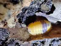Cubaris amber ducky Isopody/rzadkie/trudne