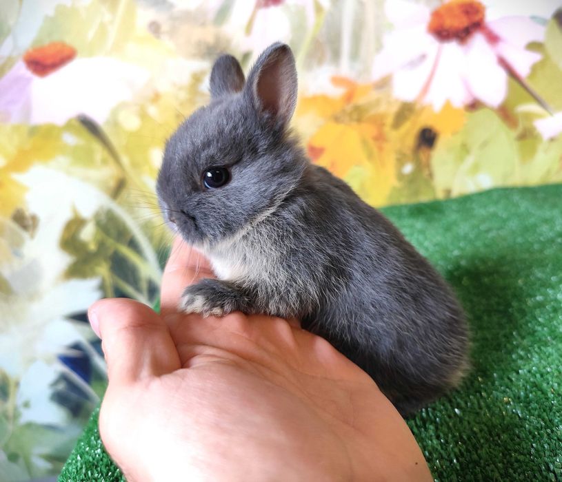 Karzełek Niderlandzki niebieski miniaturka Mini Lop baranek rex blue