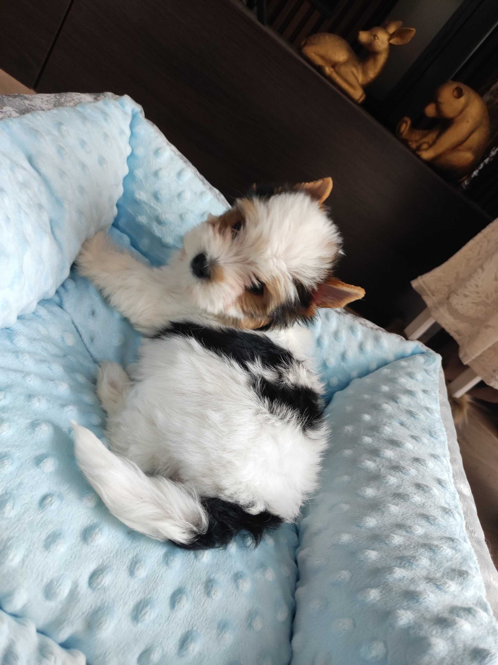 Yorkshire terrier