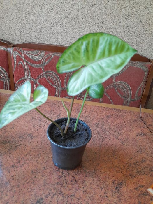 Кімнатні рослини дешево