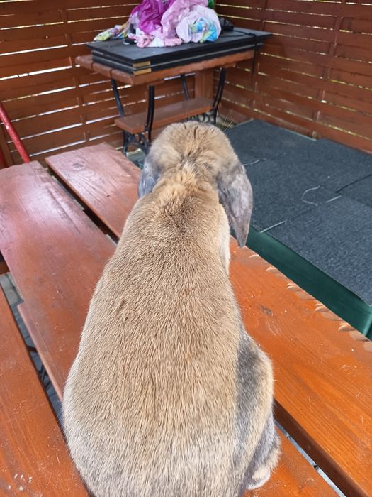 Samiec barana francuskiego