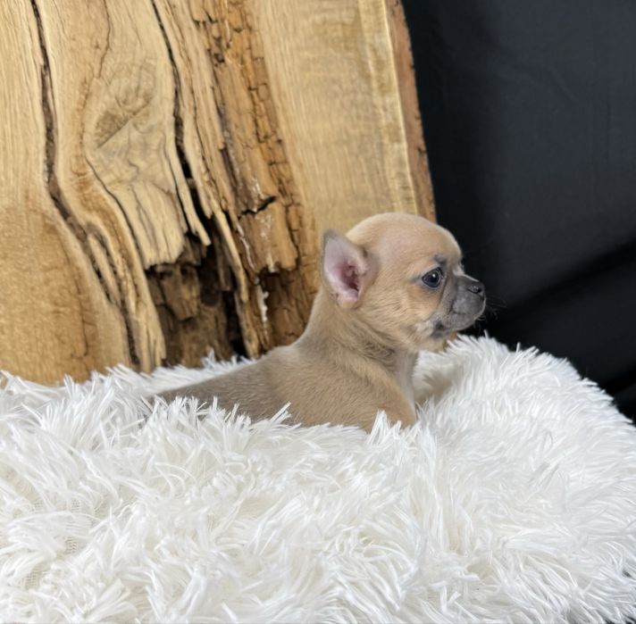 Sprzedam Suczkę Chihuahua