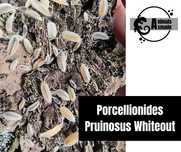 Isopody Porcellionides Pruinosus Whiteout