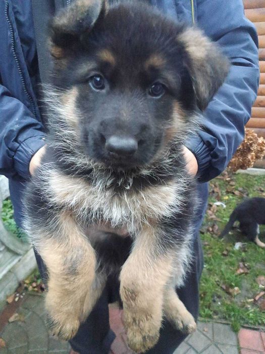 Цуценята німецької вівчарки