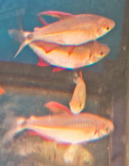 Tetra hyphessobrycon peugeoti rarytas Aquafizz Creative