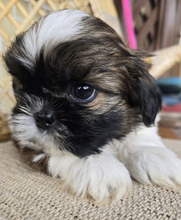 Piesek Shih-Tzu tricolr