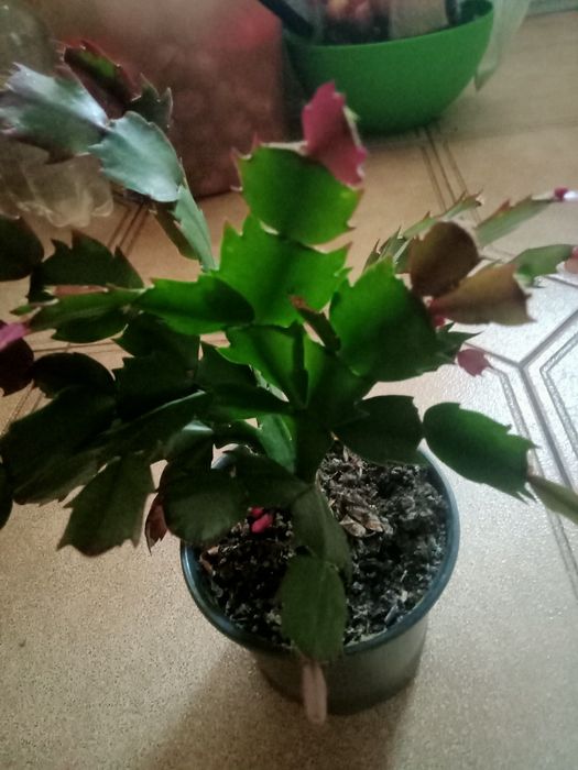 Продам шлюмбергеру розовую, белую, жёлтую, красную