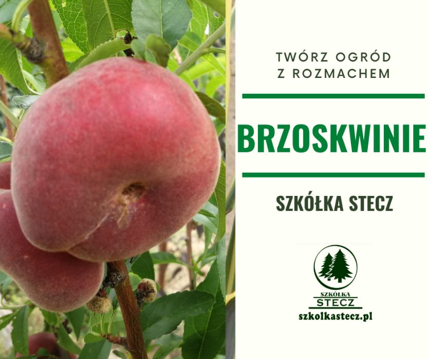 Brzoskwinia - różne odmiany
