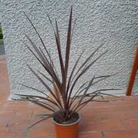 Kordylina (Cordyline) 55cm