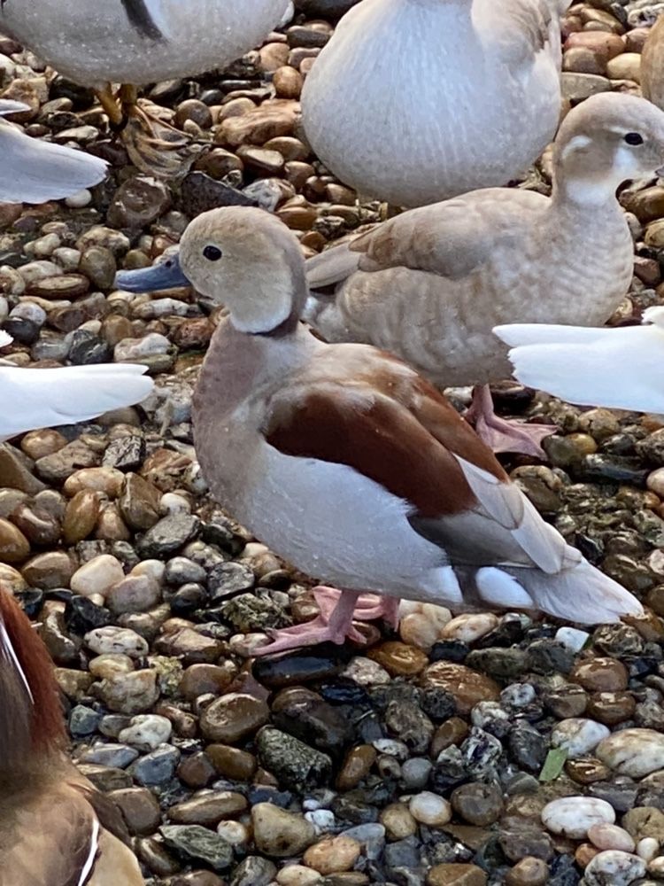 Patos ornamentais de varias raças/ mandarins, carolinos entre outros.