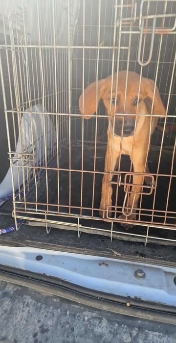 WOODY (Macho, 4 Meses) Para Adoção