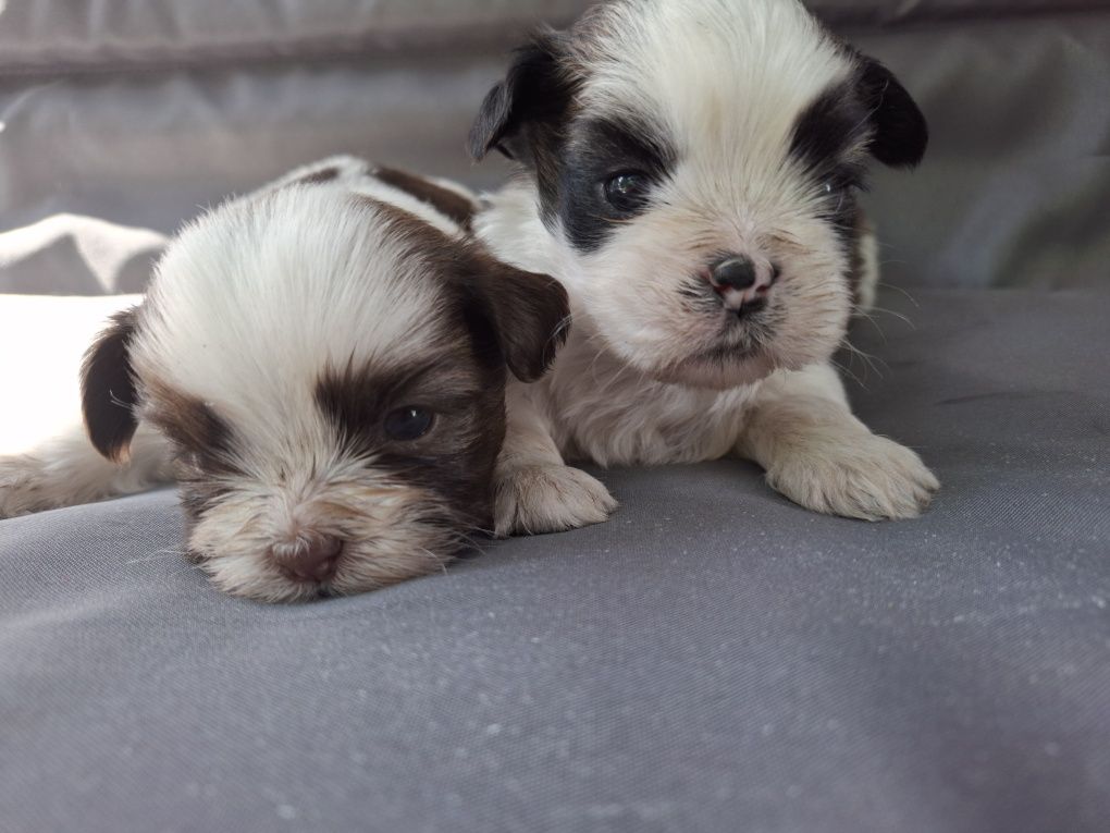 Shih tzu piesek szczeniaczek