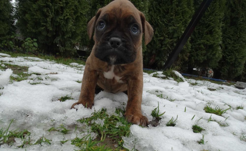 Bokser pręgowany z Rodowodem