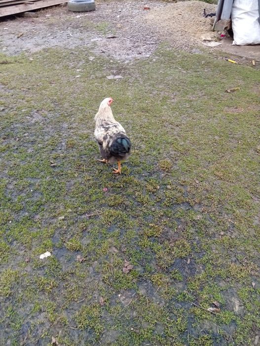 Продам молоді півники