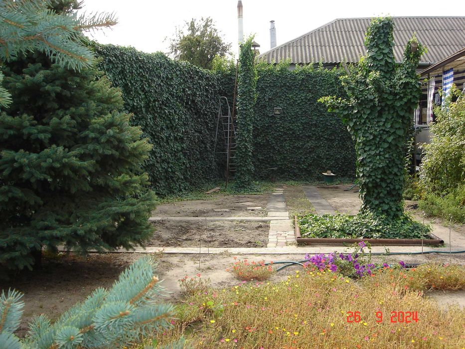 Плющ вечнозелёный. Живая изгородь.