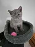 Gatinho Scotish Straight