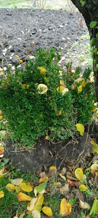 Продам Гималайскую сосну ,туи