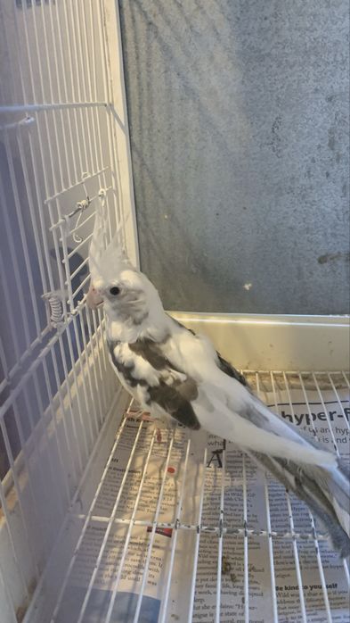 3 casais de caturras e um macho