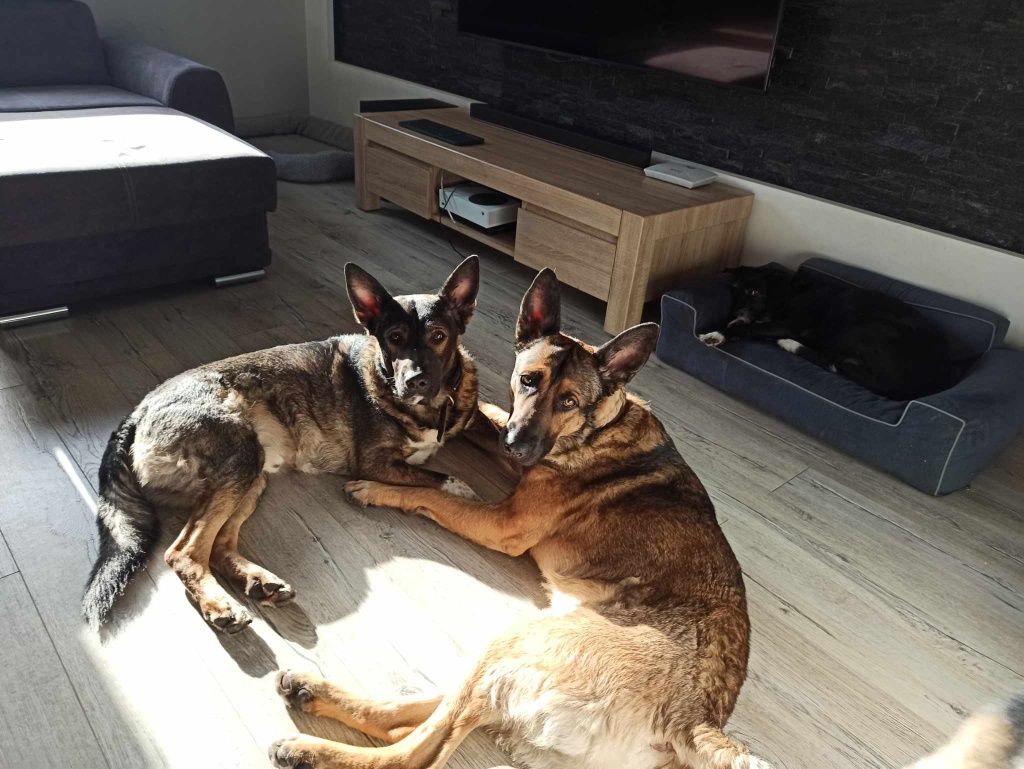 3-letnie psy w typie owczarka szukają wspólnego domu