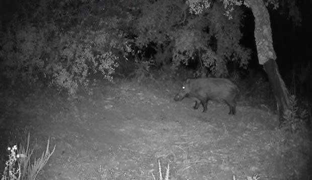 Câmera de Caça/Trilha com painel solar - Cartão de dados 4G