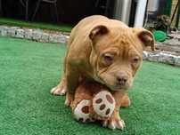 piesek american bully z metryką