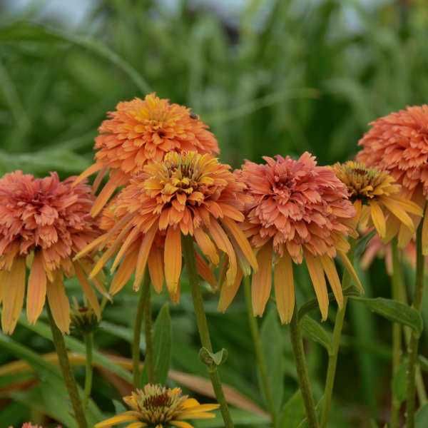 JEŻÓWKA Marmalade Echinacea - sadzonki w doniczkach