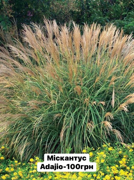 Багаторічні садові рослини