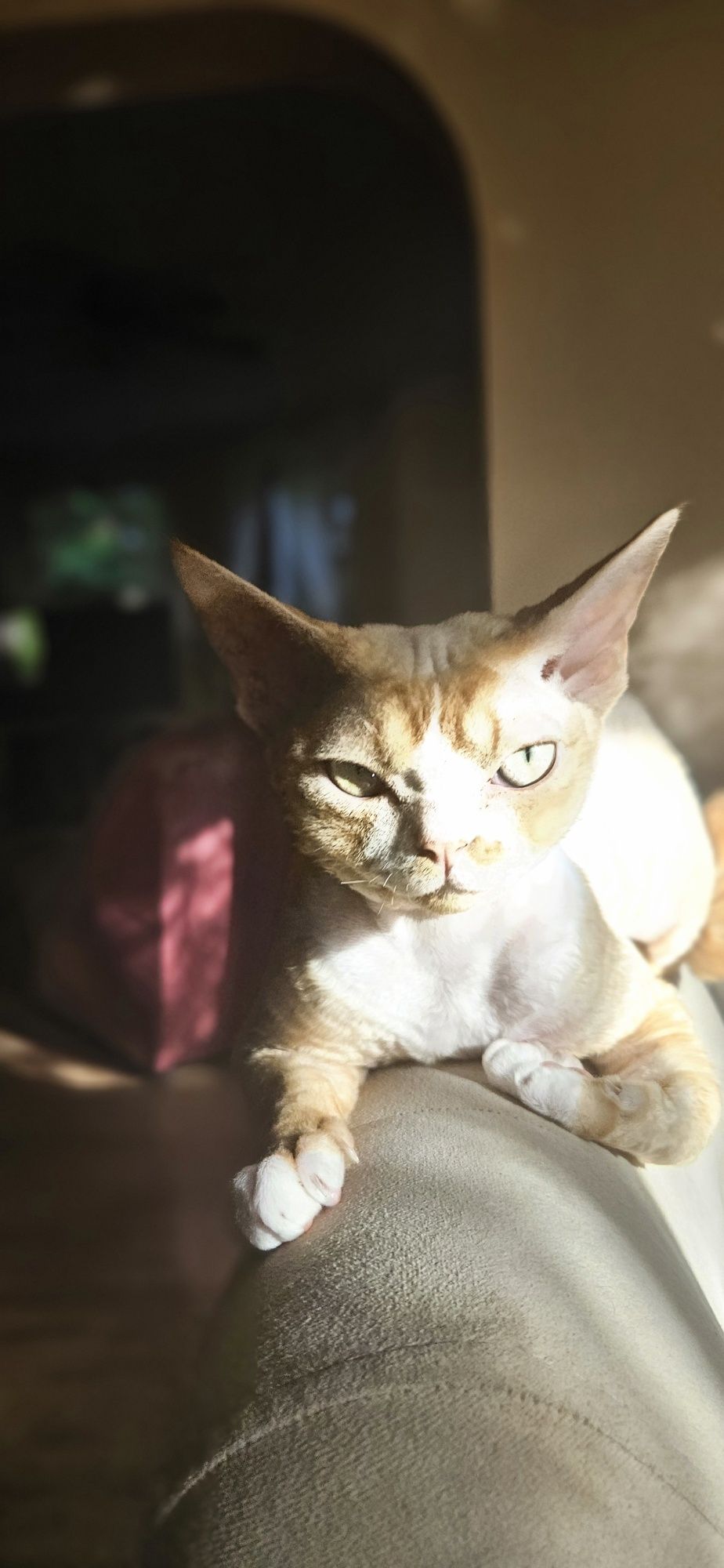 Kocurek Devon Rex